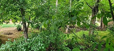 Йер сотилади, земельный участок, земля, yes sotiladi — 5
