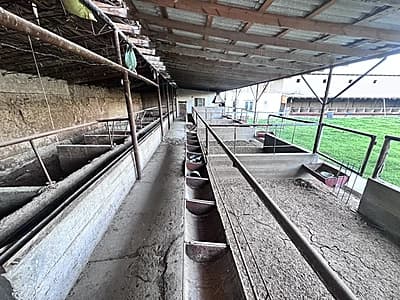 Chorva uchun yaxsh — 5