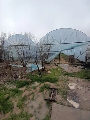 Чорвоқ ташкент трассасы ёнида арентир номер 1 беш бормоқ. Срочно новли сотилади. Кочамиз асфальт. Бохоси сотиги 7000дан. — 6