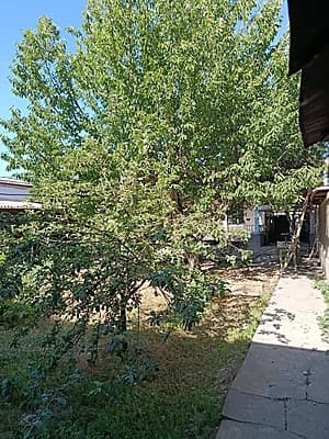 Уч тэпа Бэшкайрагоч. А744 — 5