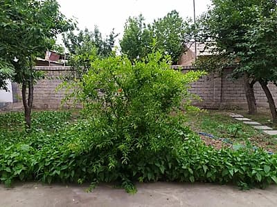 Hovli Olmazor tumani, Rag‘az ko‘cha — 2