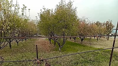 Тайёр ферма ва ер сотилади | 1.05 Гектар | Бизнес учун зўр жой — 7