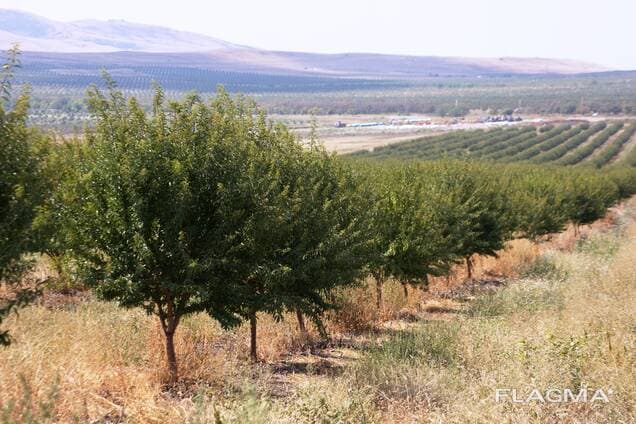 Гидрогел «Аgrogel Green» — 1