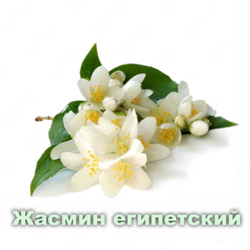 Эфирное масло Жасмин Vivasan, Швейцария — 3