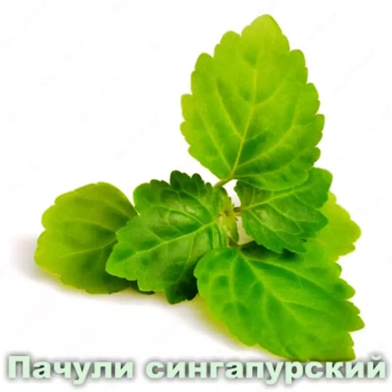 Эфирное масло Пачули Vivasan, Швейцария — 3