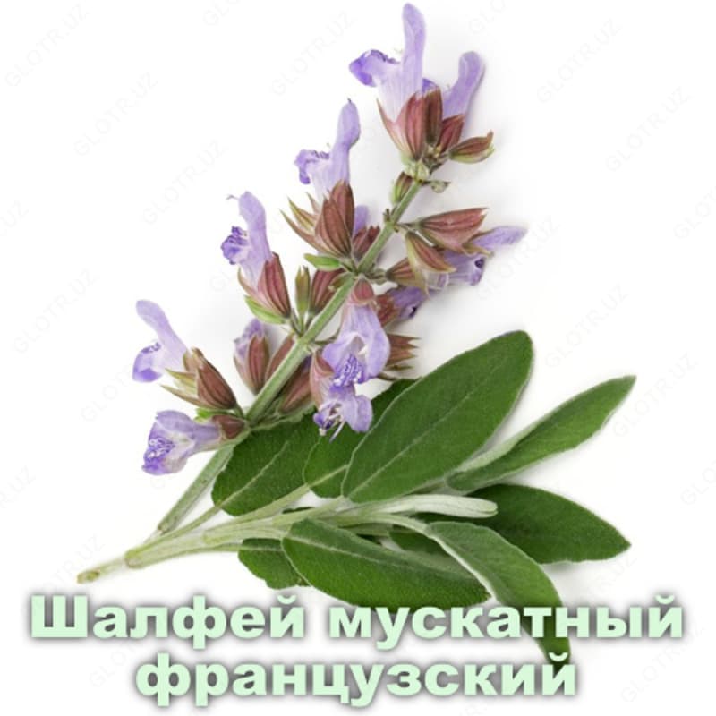 Эфирное масло Шалфей мускатный Vivasan, Швейцария — 2