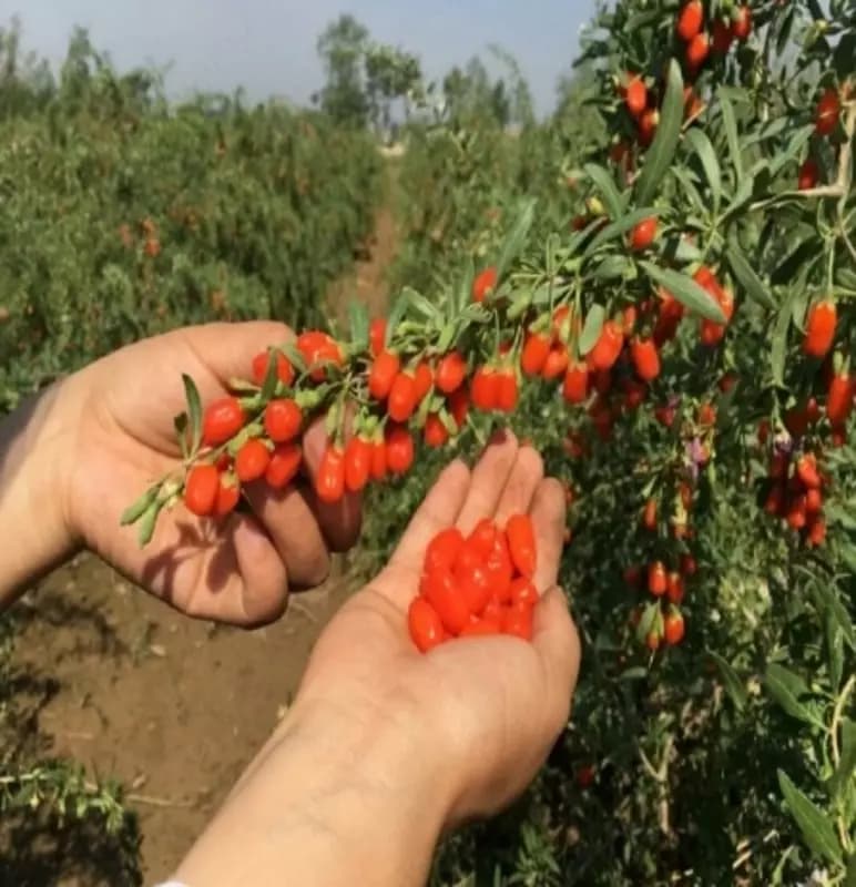 Лечебное растение Goji (deraza) Свежие плоды — 1