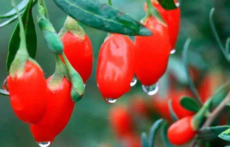 Лечебное растение Goji (deraza) Свежие плоды — 2
