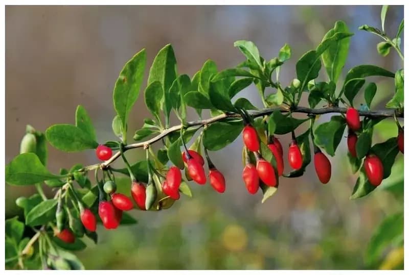Лечебное растение Goji (deraza) — 1 шт., консервированное. — 2
