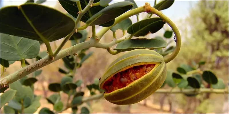 Растение Кавар (Capparis spinosa), Свежий продукт — 2