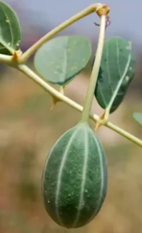 Растение Кавар (Capparis spinosa), Сушёный продукт — 2
