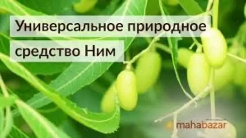 Neem Guard, Ним Гуард, средство для очищения крови — 2