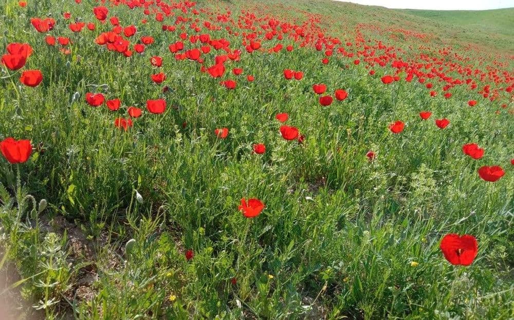Личный водитель. поездки в горы, — 7