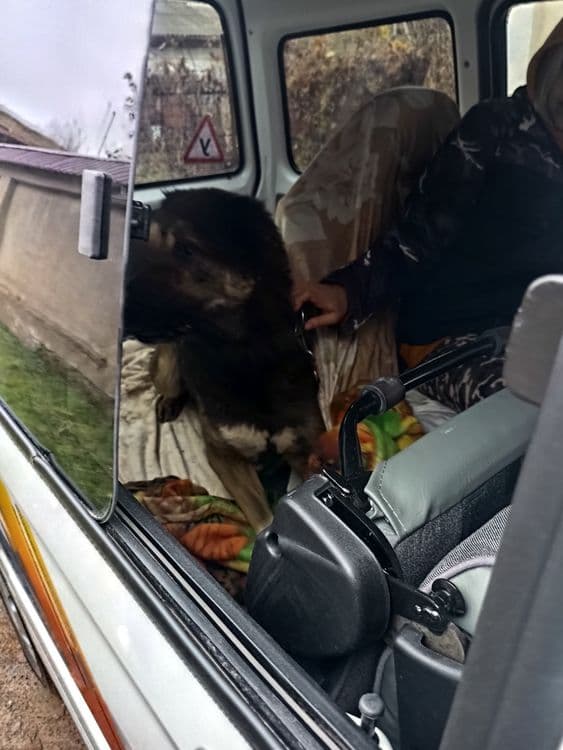 Зоотакси Ташкент 24/7 — 6