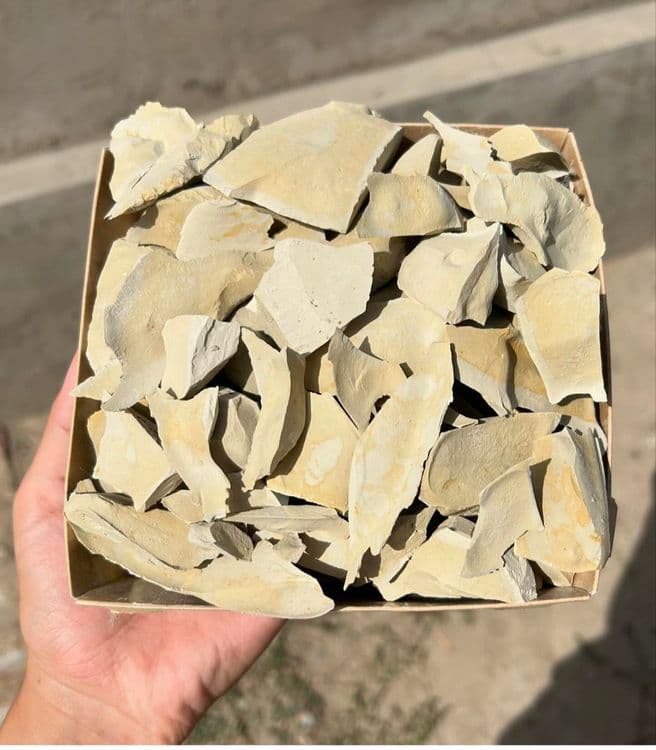 Glina gilvata Mel — 2