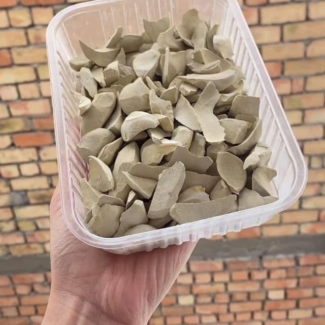 Glina gilvata Mel — 3