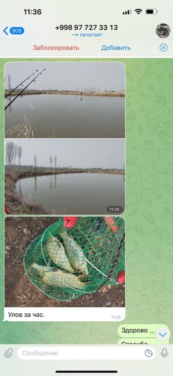 Рыбалка, сазан, свежий воздух — 2