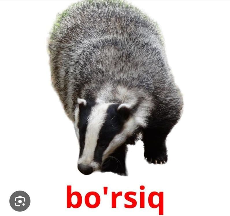 Borsu yogi Barsuchniy jir (tabiy) Suĝur yoĝi — 1
