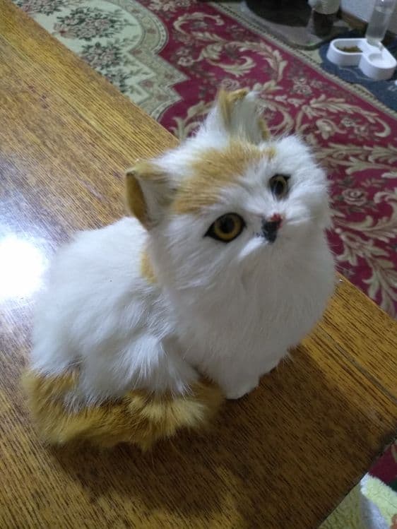 Продам сувенирного котенка — 2