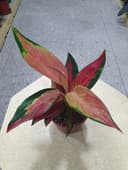 Aglaonema аглаонема