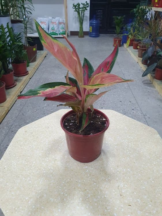 Aglaonema аглаонема — 2