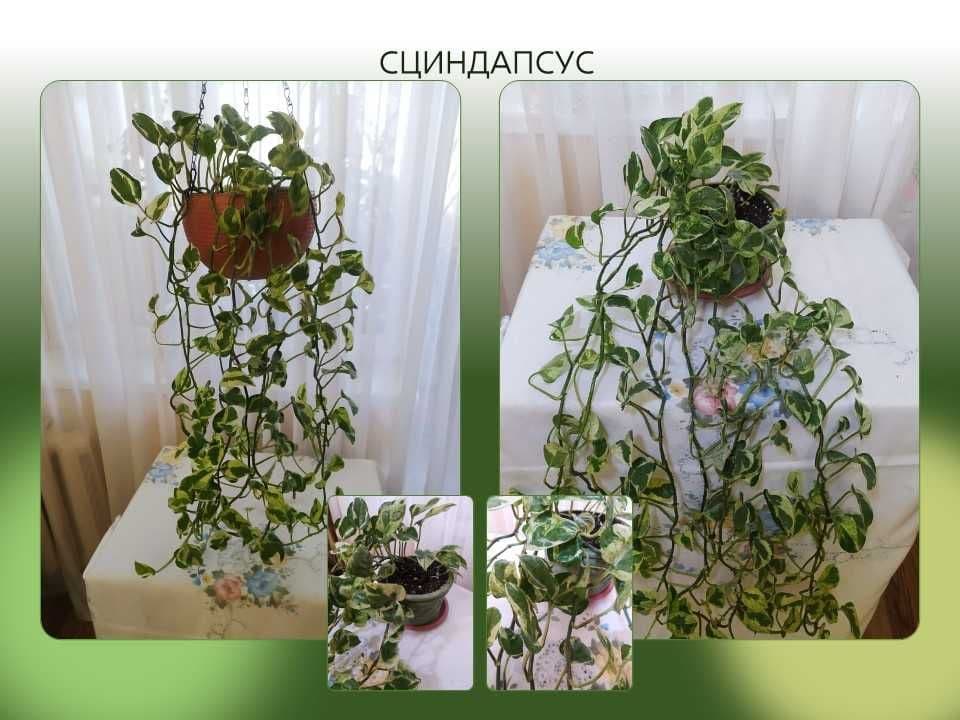 Стеллаж стеклянный с подсветкой, недорого, срочно — 6
