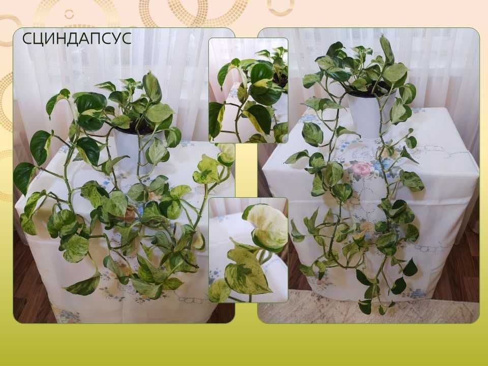 Стеллаж стеклянный с подсветкой, недорого, срочно — 7