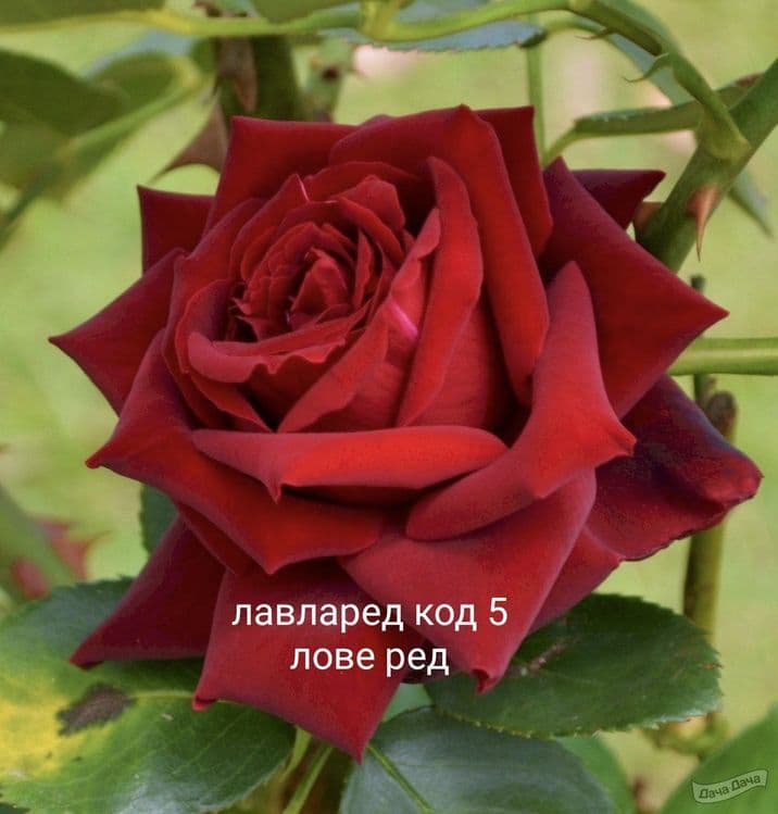 Eco mevali koʻcharlar gullar, Dekarativni manzarali daraxtlar gullar o — 2