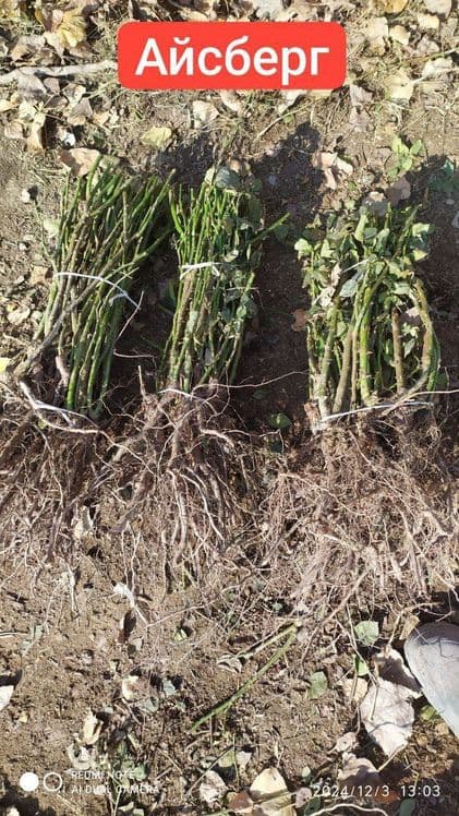 Eco mevali koʻcharlar gullar, Dekarativni manzarali daraxtlar gullar o — 8