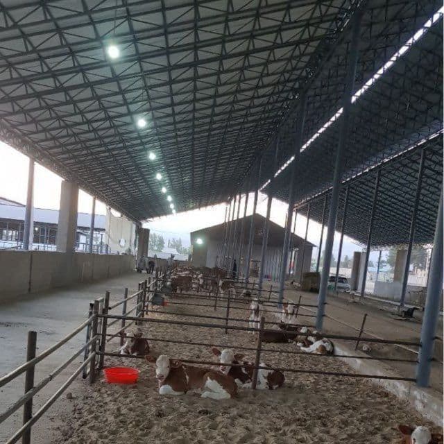 Do'stlar biz sizlar uchun xar xil turdagi tom — 5