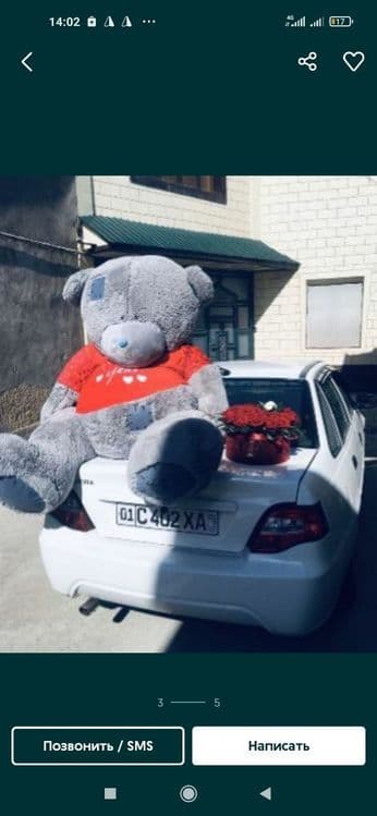 Teddy Тедди 30 sm dan 3 metrgacha — 2