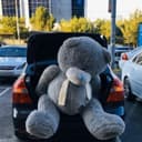 TEDDY,Teddi 1m_1.60sm