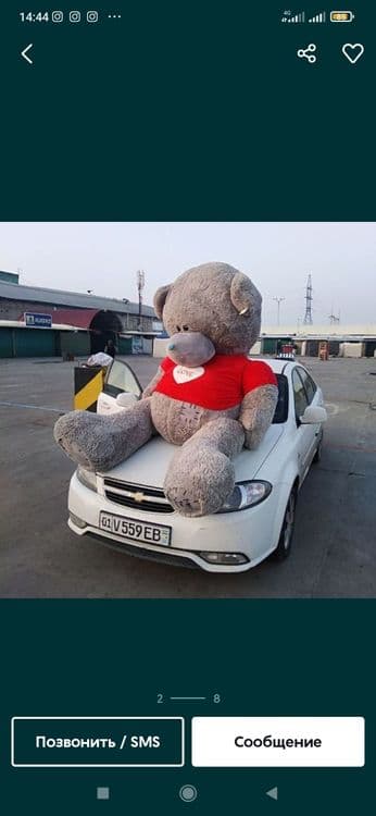 Teddi-Teddy-Ayiqchalar_Xasanboyda — 1