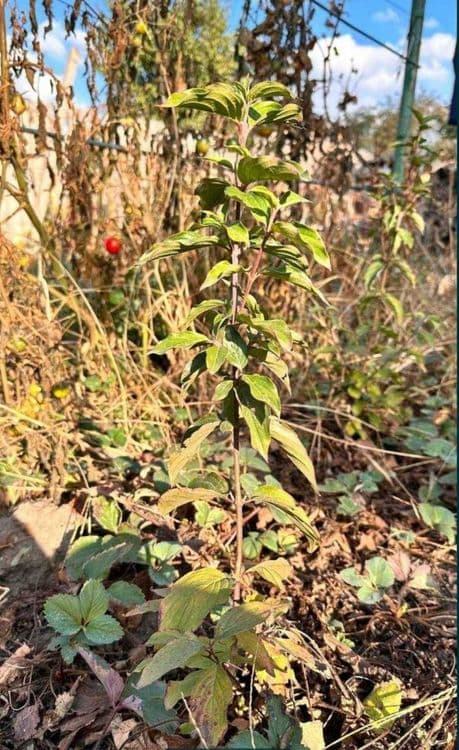Кизил вкусно и полезно — 4