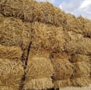 Somon toza lomboz va loyga