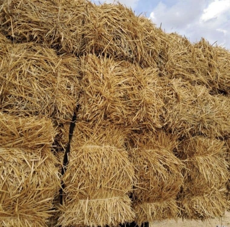 Somon toza lomboz va loyga — 1