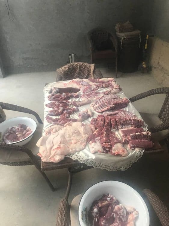 Aqiqa va qurbonlik uchun qoy — 1