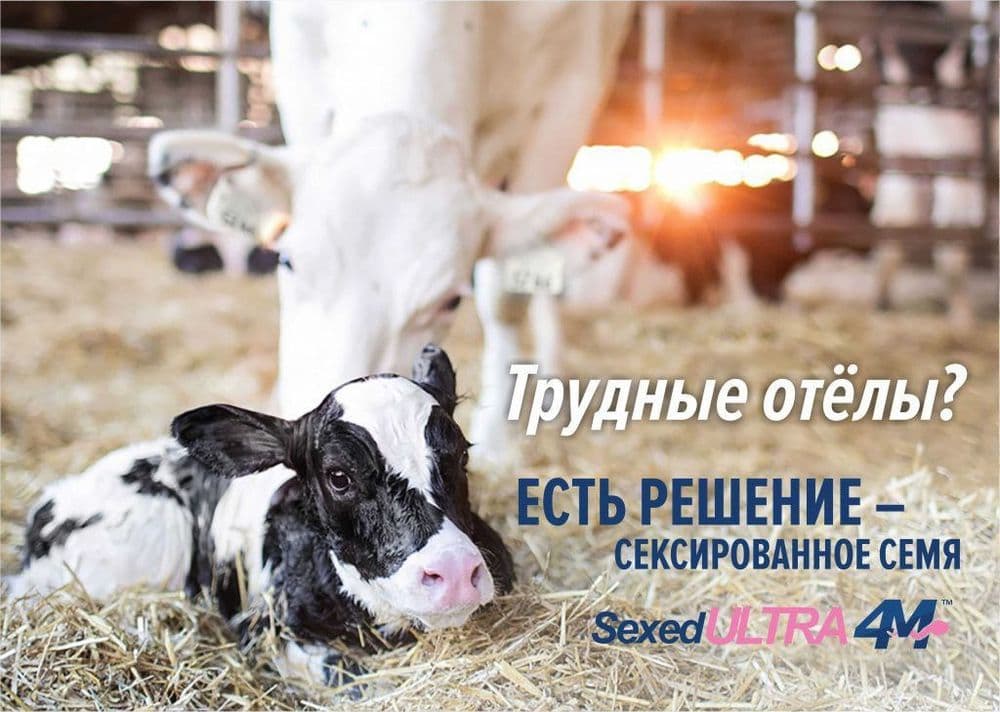 Семя для КРС Naslli qoramollar uchun urug‘lar — 4