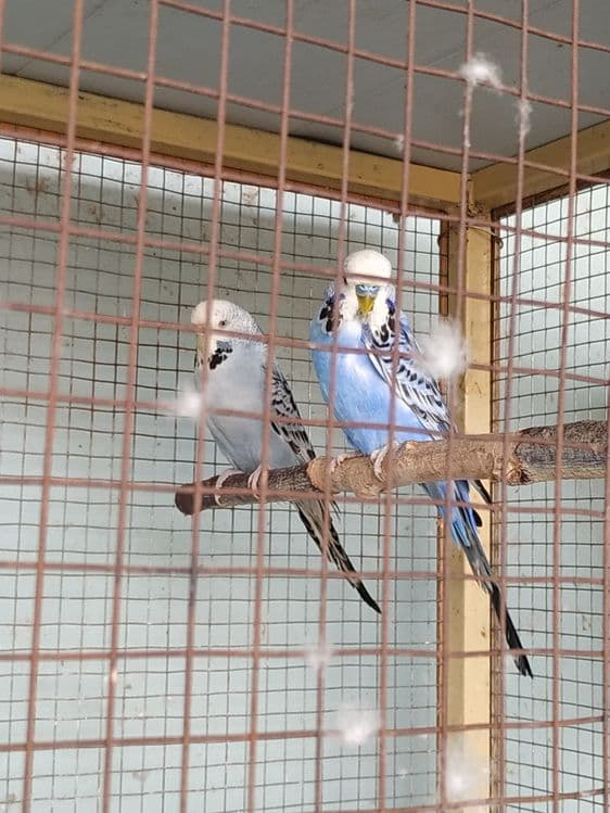 Клетка вольер железный — 2