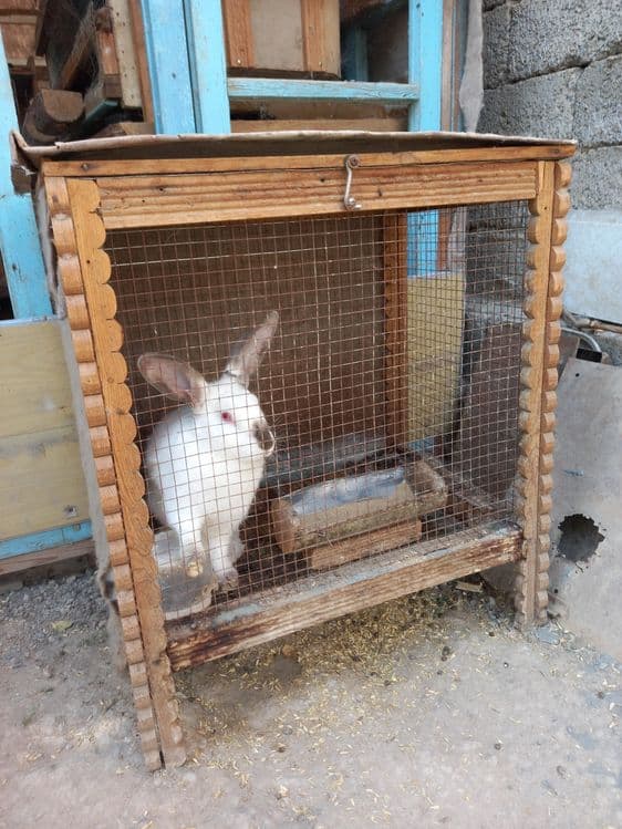 Quyonlar va quyonlar uchun mini ferma sotiladi. — 1
