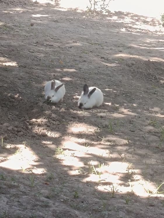 2 ta qafas,10 ta quyon, — 8
