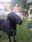 Qurbonlik  uchun qoylar bor