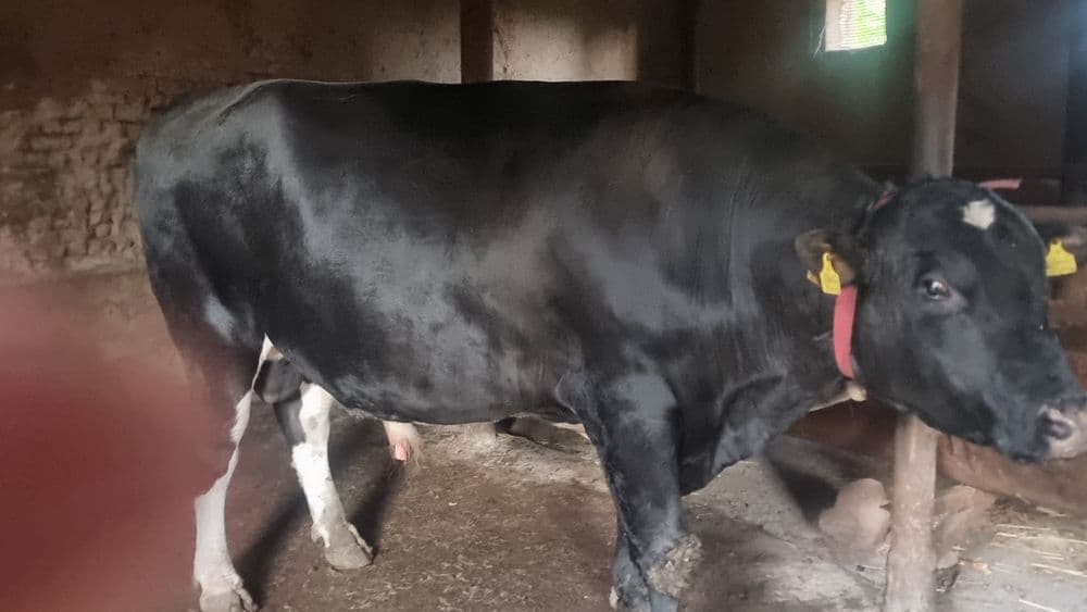 Qurbonlik uchun buqa vazni 900 kgdan 1000 kg gacha
