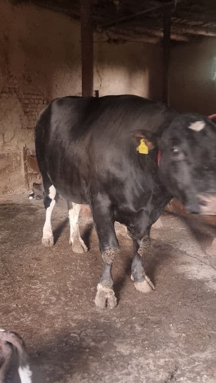 Qurbonlik uchun buqa vazni 900 kgdan 1000 kg gacha — 2