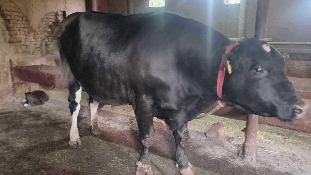 Qurbonlik uchun buqa vazni 900 kgdan 1000 kg gacha — 3