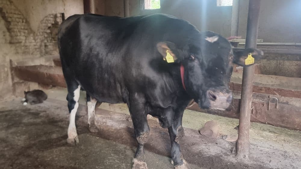 Qurbonlik uchun buqa vazni 900 kgdan 1000 kg gacha — 4