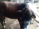 Qora mol 220 kilo