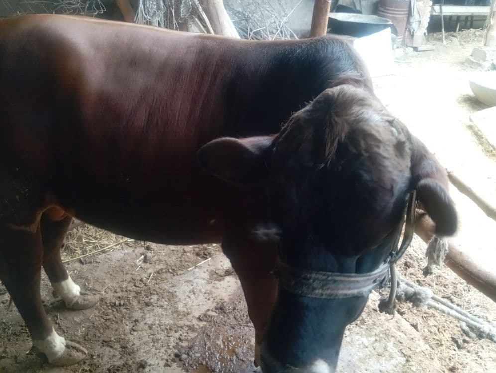 Qora mol 220 kilo