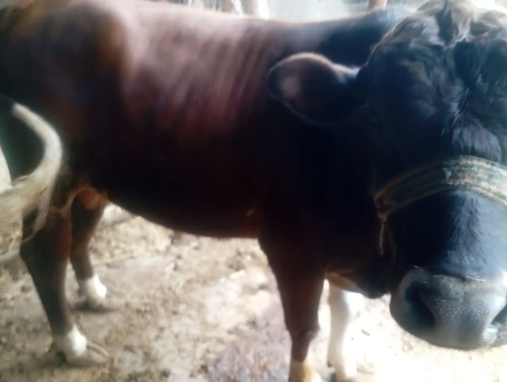 Qora mol 220 kilo — 3