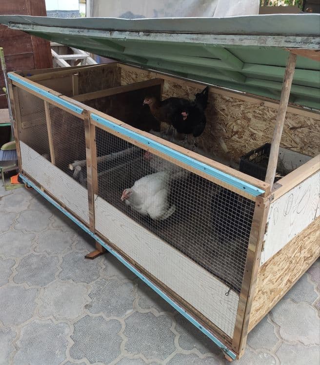Tovuq katak balonli. Damawni tovuq va jojalari bilan. — 1